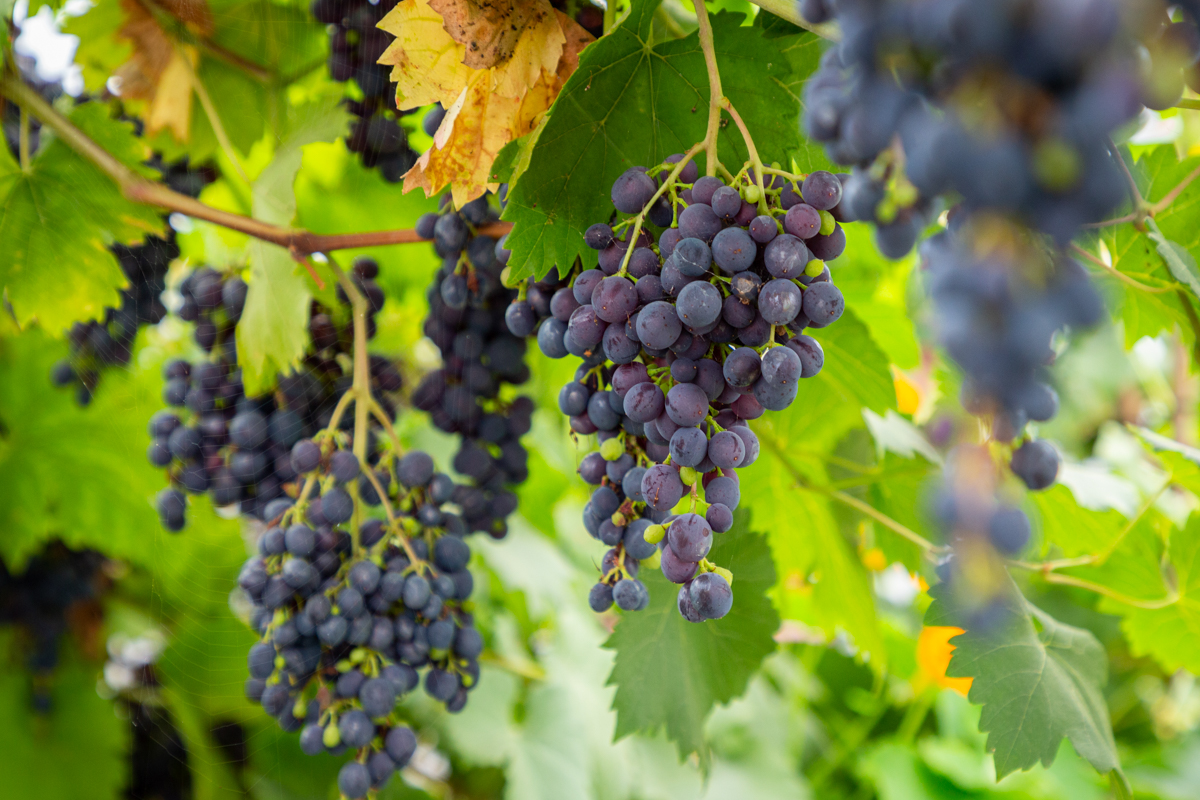 Grapes hanging off a vine.