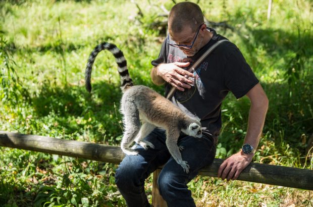 Lemur at the Safari Park