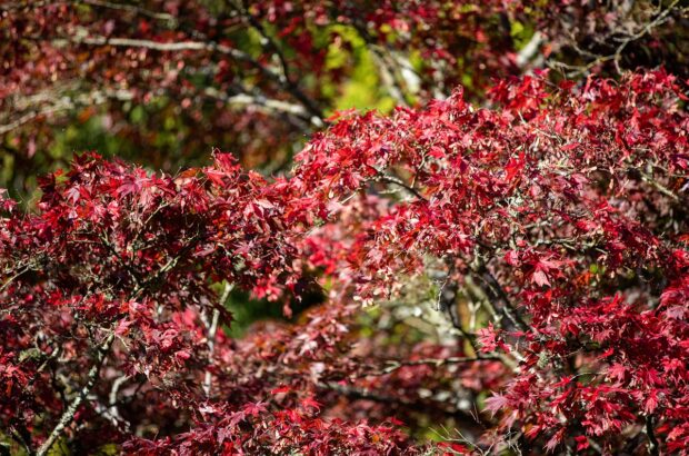 Close up shot of red autumn leaves.