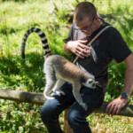 Lemur at the Safari Park