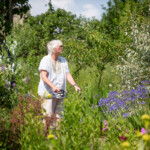 A lady standing and admiring some trees in the walled garden of the Museum in the Park.