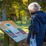 An older lady reading a sign about the autumn colours in the arboretum.