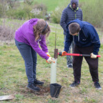 Two people in a field. One on the left is holding a tube with a tree in. The one on the right is using a mallet to hammer the tube into the ground.
