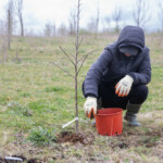 A person squatting down and using their gloved hand to move soil from a pot to the base of a newly planted tree.