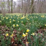 Field of daffodils in the Golden Triangle.