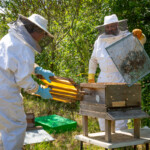 Wide shot of Ruth holding a bunch of empty frames and Reyaz holding a queen bee excluder he just removed from the hive.