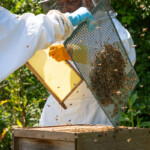 A close up of Ruth holding a queen bee excluder covered in bees.