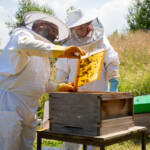 A wide shot of Reyaz showing Ruth a frame covered in bees.