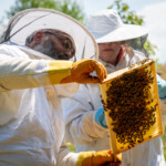 Reyaz showing a frame covered in bees to Ruth.