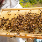 Close up shot of a frame covered in bees. You can see the queen bee with a yellow dot on her back.