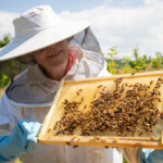 Ruth smiling and holding a frame with lots of bees on it up to the camera.