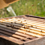 Close up of a hive with bees walking around on top of the frames.