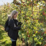 Rachel smiling as she picks an apple from the tree.