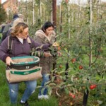 Group of people walking along the row of apple trees and picking apples.