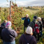 Group of people standing in an apple orchard, watching as a man holds an apple and talks about it.