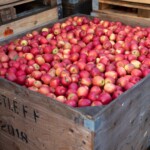 Wooden box full of bright red apples.