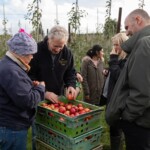 Group of people looking at container full of apples.
