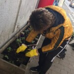 A lady wearing yellow gloves pushing down the soil around some newly planted flowers.