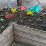 A photo of a wooden planter with newly planted flowers.