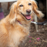 A smiling dog at our allotment.
