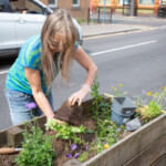 Brigitte tipping a plant out of its pot and loosening the soil so she can plant it.