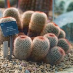 A photo of a cactus - 'Mammillaria spinosissima'.