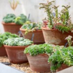 A collection of succulents.