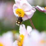A bee hanging from a flower, laden with pollen.