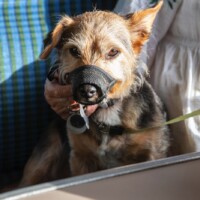Participants pet dog on the train.