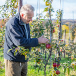 Michael standing near a tree in the orchard, explaining how to properly pick an apple.