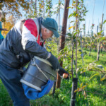 Male participant leaning down to pick a low hanging apple.