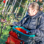 A participant picking an apple with her right hand while her left puts an apple in her basket.