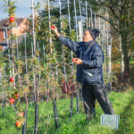 Mr. Patel holding some apples in his left hand while picking a high up apple with his right hand.