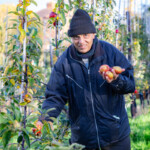 Mr.Patel holding a bunch of apples in his left hand while picking another with his right hand.