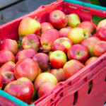 A crate full of Jazz apples, picked by us.