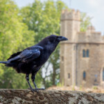 A raven sitting on the walls of the Tower of London.