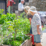 Rachel and Helen looking at the mini gardens kept in the Tower of London.