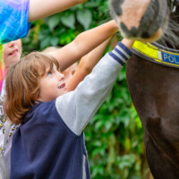 A young boy smiling and stroking one of the police horses.