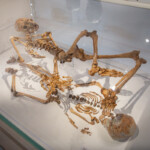 A photo of two skeletons located in an indoor museum at St Fagans.
