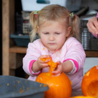 A young child pulling the innards of a pumpkin out using her hands.