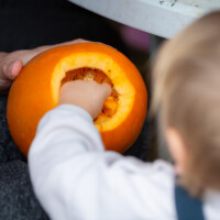 A toddler sticking their hand into an open-topped pumpkin and playing with the insides.